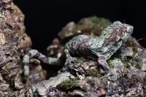 魔物守宫推荐阵容搭配(魔王伙伴最强阵容)插图2