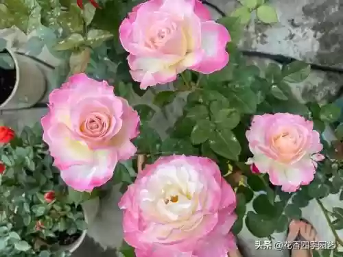 六翼天使搭配阵容(神域天堂阵容怎么搭配)插图5