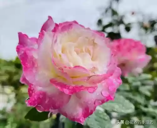 六翼天使搭配阵容(神域天堂阵容怎么搭配)插图4