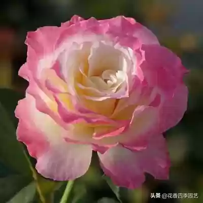 六翼天使搭配阵容(神域天堂阵容怎么搭配)插图3