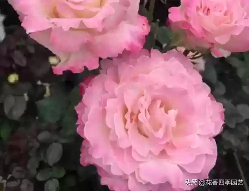 六翼天使搭配阵容(神域天堂阵容怎么搭配)插图9