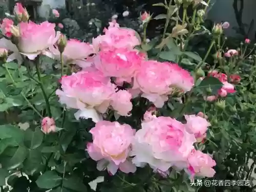 六翼天使搭配阵容(神域天堂阵容怎么搭配)插图2