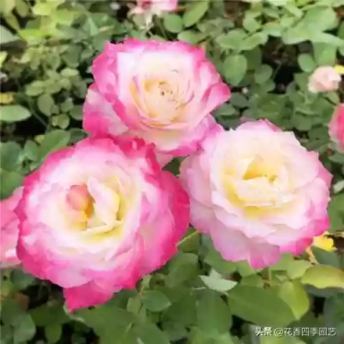 六翼天使搭配阵容(神域天堂阵容怎么搭配)插图
