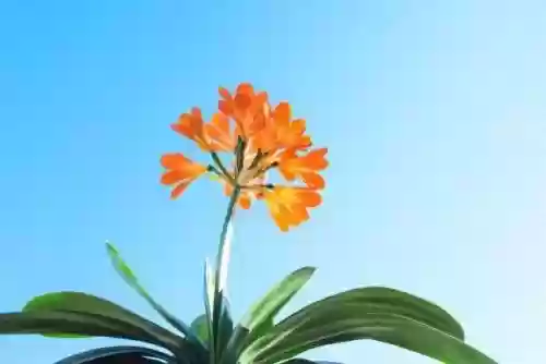 魔法植物搭配阵容最新推荐(植物魔法最强饰品组合)插图