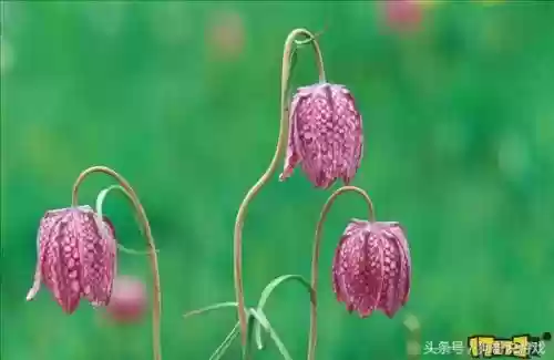 剑三甘草搭配阵容图(甘草最佳搭配)插图12