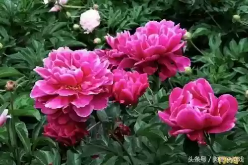 剑三甘草搭配阵容图(甘草最佳搭配)插图8