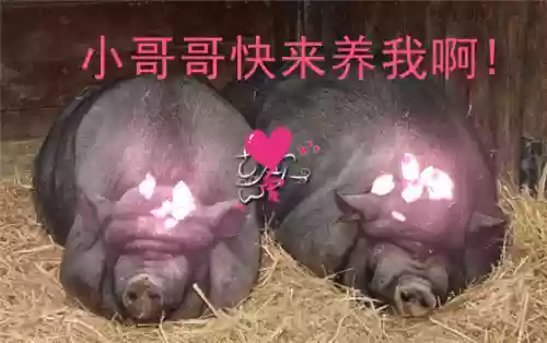 疾风天下推荐阵容搭配(疾风大冒险最强阵容)插图1