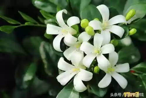 剑三甘草搭配阵容图(甘草最佳搭配)插图4
