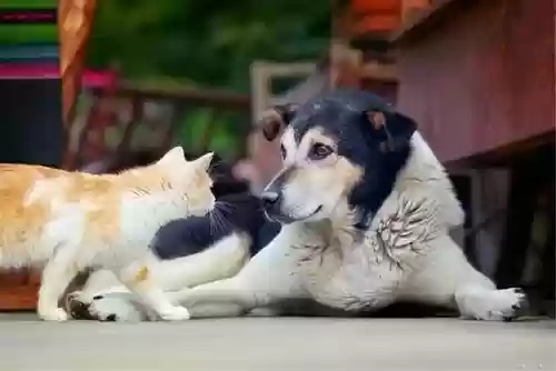动物之战猫狗阵容搭配(动物自走棋阵容推荐)插图3