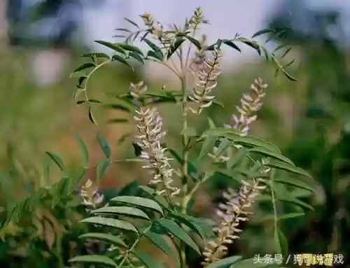 剑三甘草搭配阵容图(甘草最佳搭配)插图6