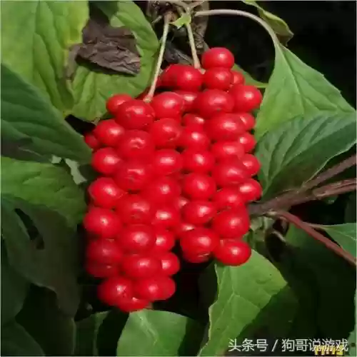 剑三甘草搭配阵容图(甘草最佳搭配)插图16