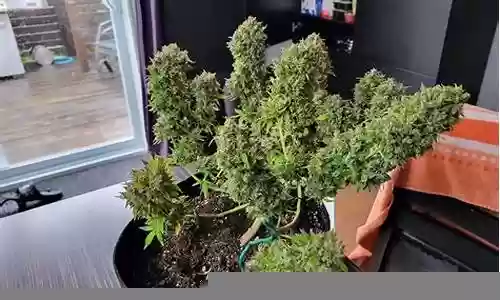 梦幻西游手游有人有GM插图
