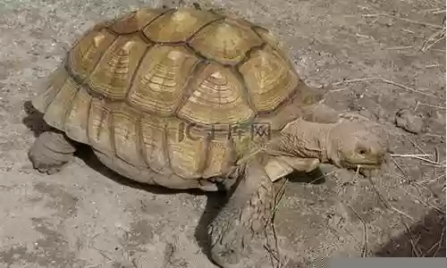 大乌龟阵容插图