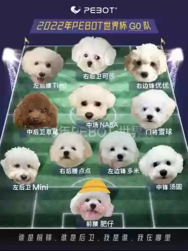 小狗足球阵容插图
