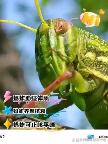 蚂蚱e技能插图1