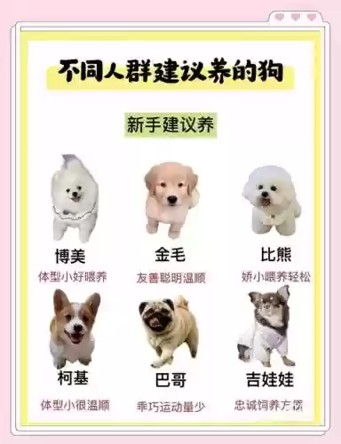 保护狗狗阵容插图