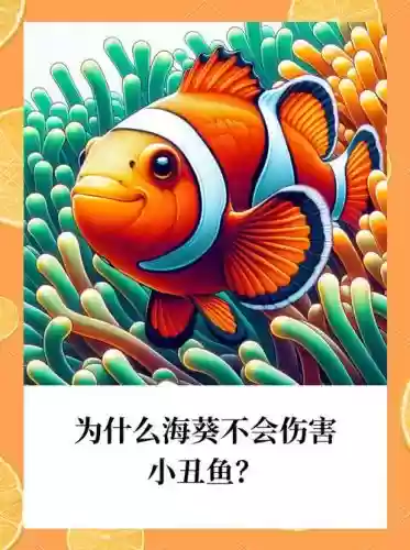 小鱼小丑阵容插图1