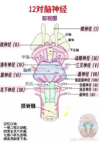 全神经阵容插图1