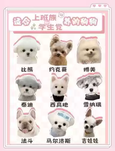 狗子阵容搭配插图