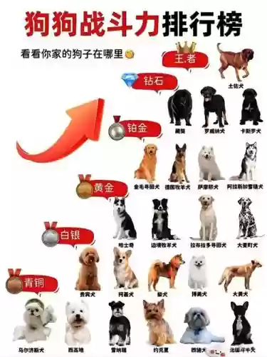 最强猛犬阵容插图1
