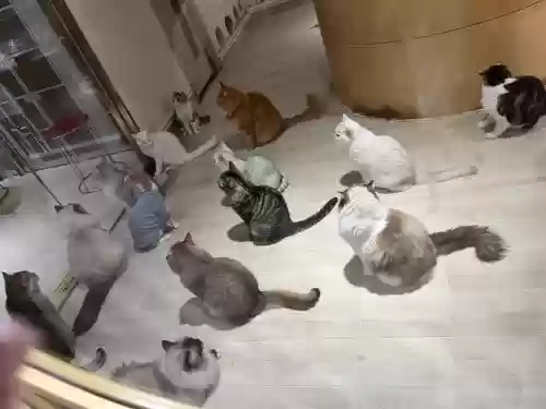 猫咪阵容站位插图