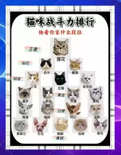 猫咪巨兽阵容插图1