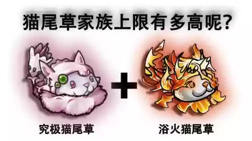 草猫阵容插图
