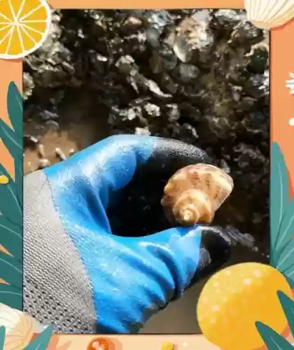 寻找幸运的海螺攻略插图