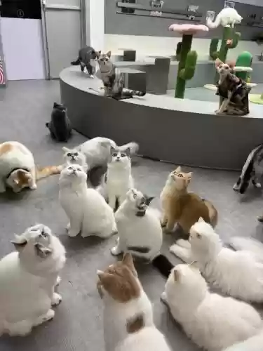 猫咪巨兽阵容插图