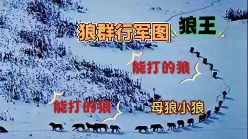 战斗狼阵容插图1