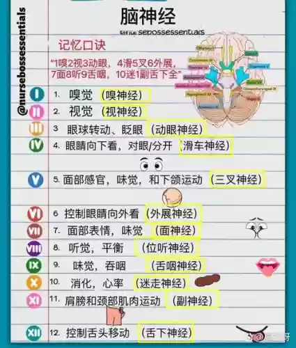 全神经阵容插图