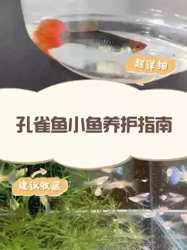 小鱼多加什么技能，小鱼多鱼插图1