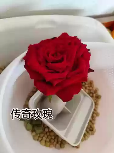 热血传奇玫瑰武器,传奇玫瑰可以做干花吗插图 热血传奇玫瑰武器,传奇玫瑰可以做干花吗插图