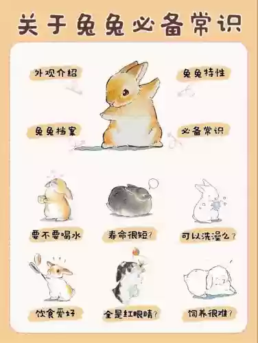 小兔兔回家25关攻略，小兔兔回家25关攻略大全插图1