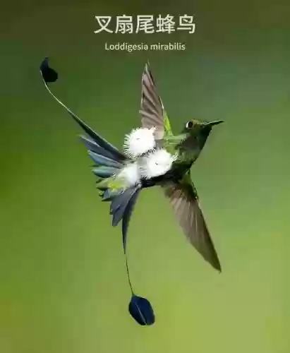 蜂鸟攻略，蜂鸟怎么获得插图