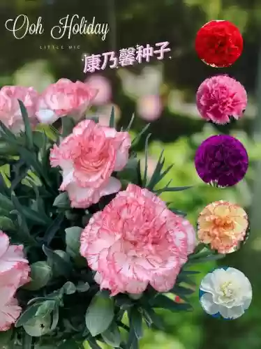 梦幻西游康乃馨出处，康乃馨的梦幻童话插图