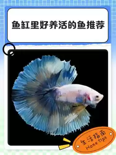 小鱼多加什么技能，小鱼多鱼插图