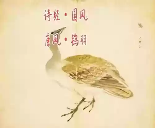 鸨羽阵容搭配,鸨羽什么意思插图 鸨羽阵容搭配,鸨羽什么意思插图