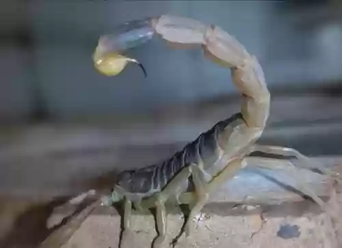 一部蝎子放到手上就可以当武器的电视,蝎子的手有毒吗插图1 一部蝎子放到手上就可以当武器的电视,蝎子的手有毒吗插图1